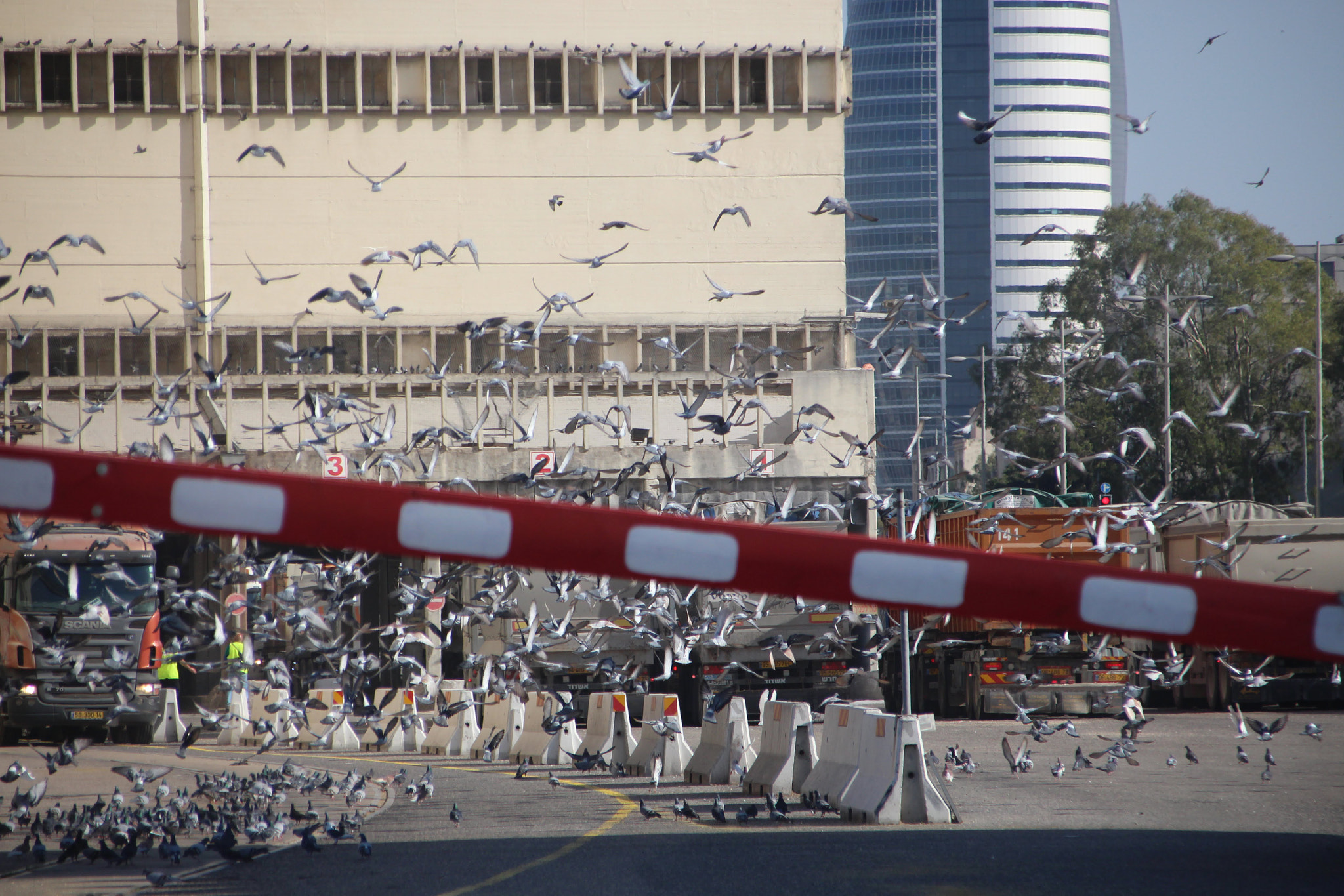 Canon EOS 700D (EOS Rebel T5i / EOS Kiss X7i) + Canon TS-E 90mm F2.8 Tilt-Shift sample photo. Pigeons behind the gate photography