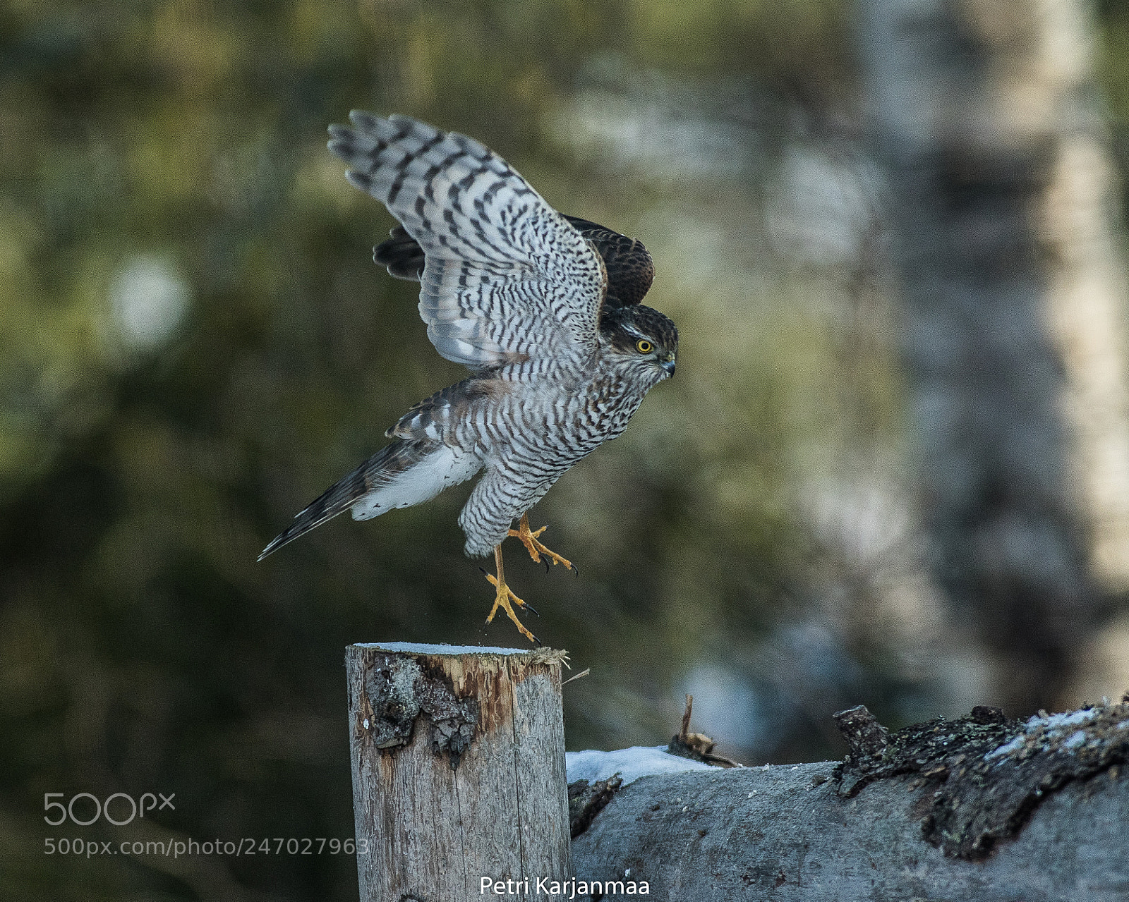 Canon EOS 7D Mark II sample photo. Open wings photography