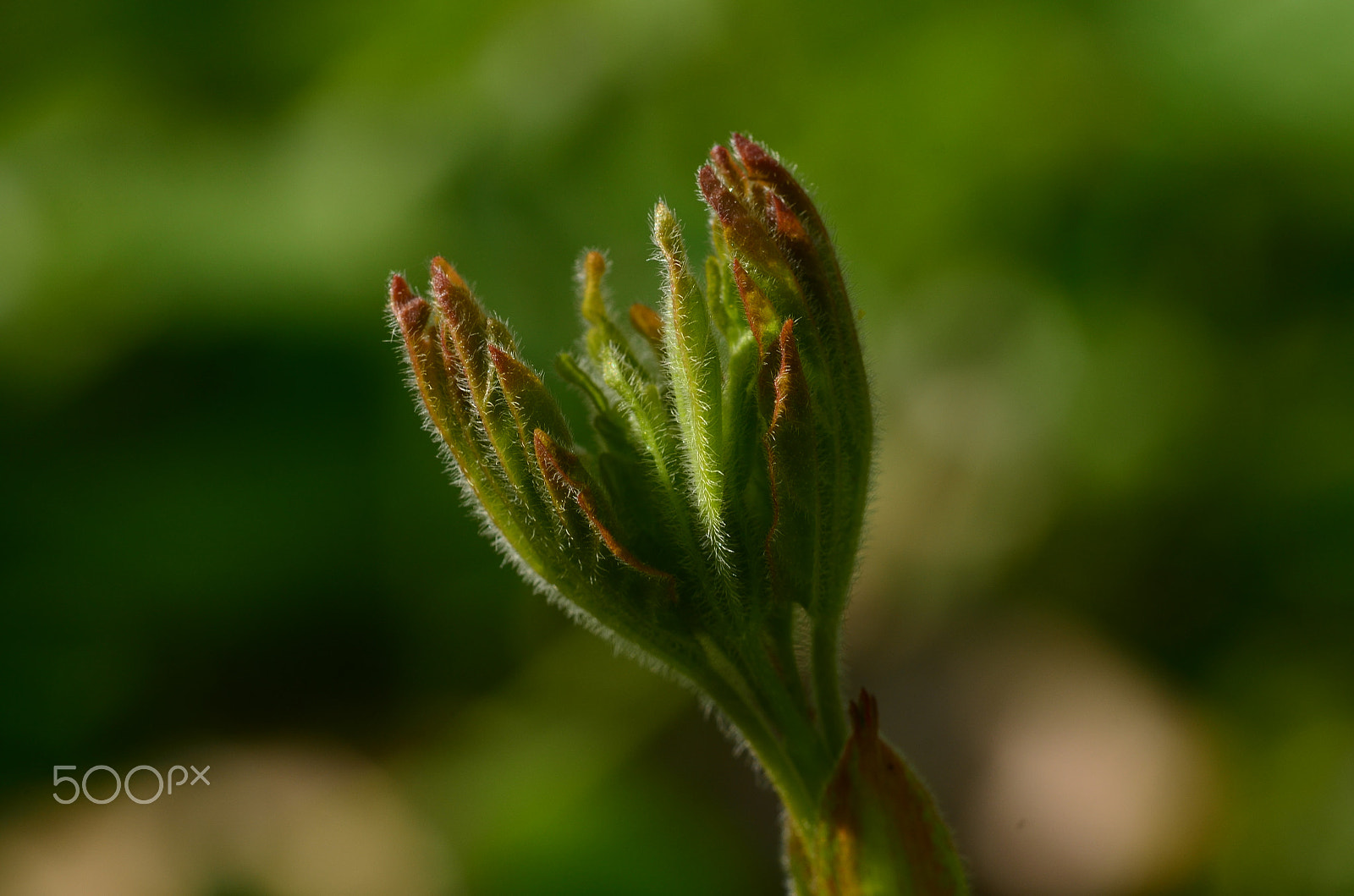 Sigma 105mm F2.8 EX DG OS HSM sample photo. Tender buds photography