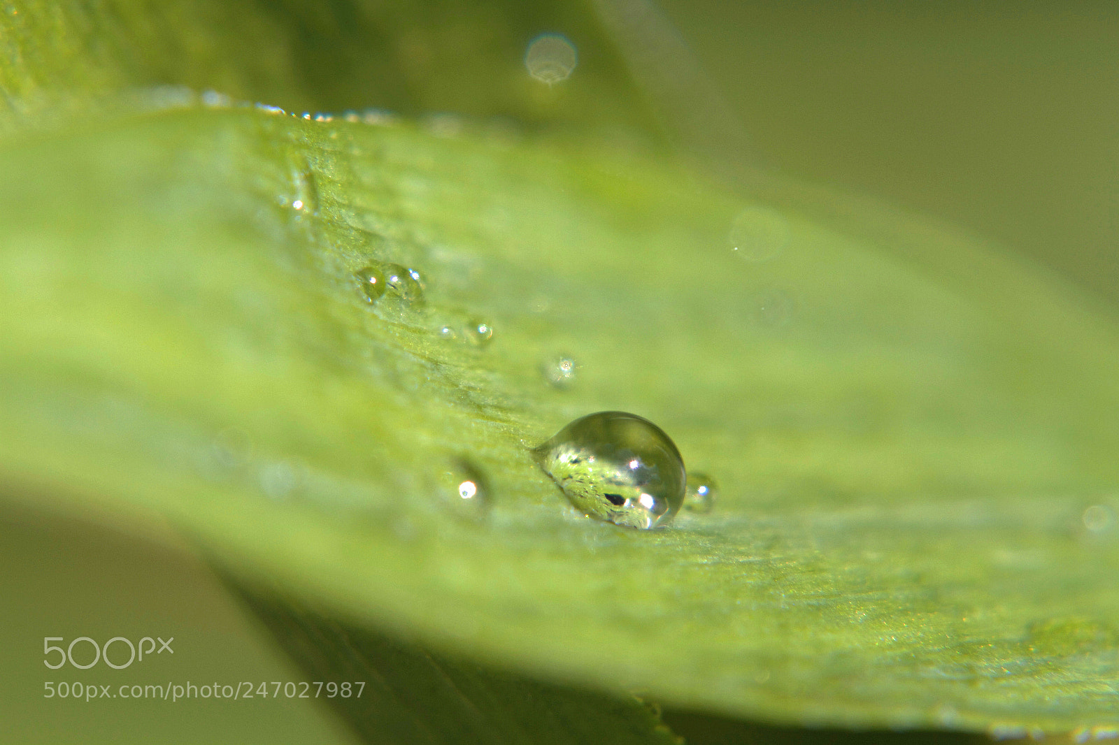 Canon EOS 7D sample photo. Droplet photography