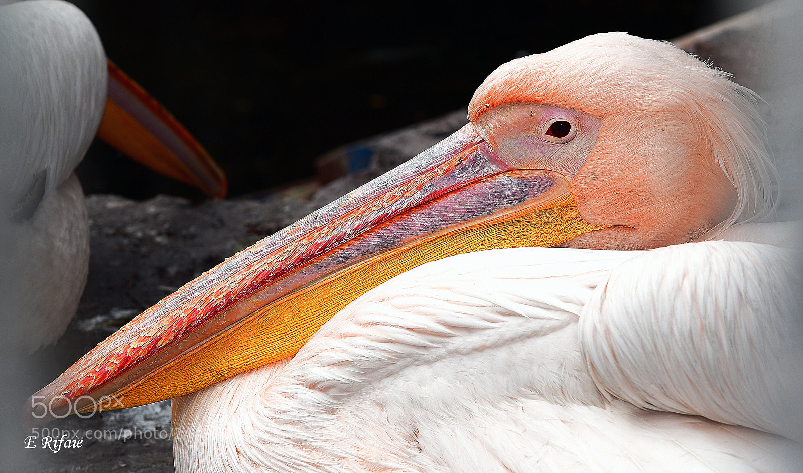 Nikon D7500 sample photo. Pelican photography