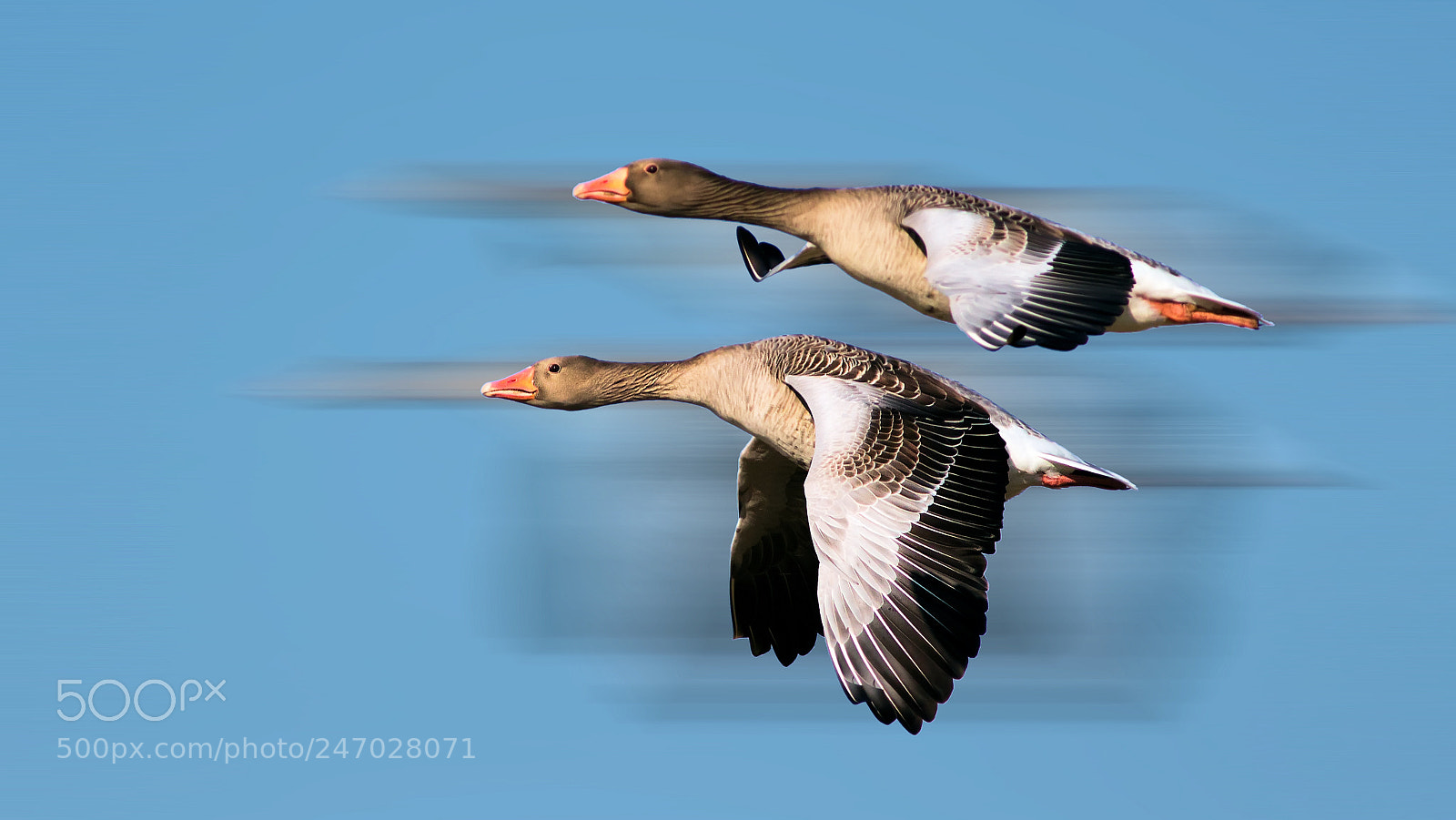 Canon EOS 700D (EOS Rebel T5i / EOS Kiss X7i) sample photo. Greylag geese (anser anser) photography