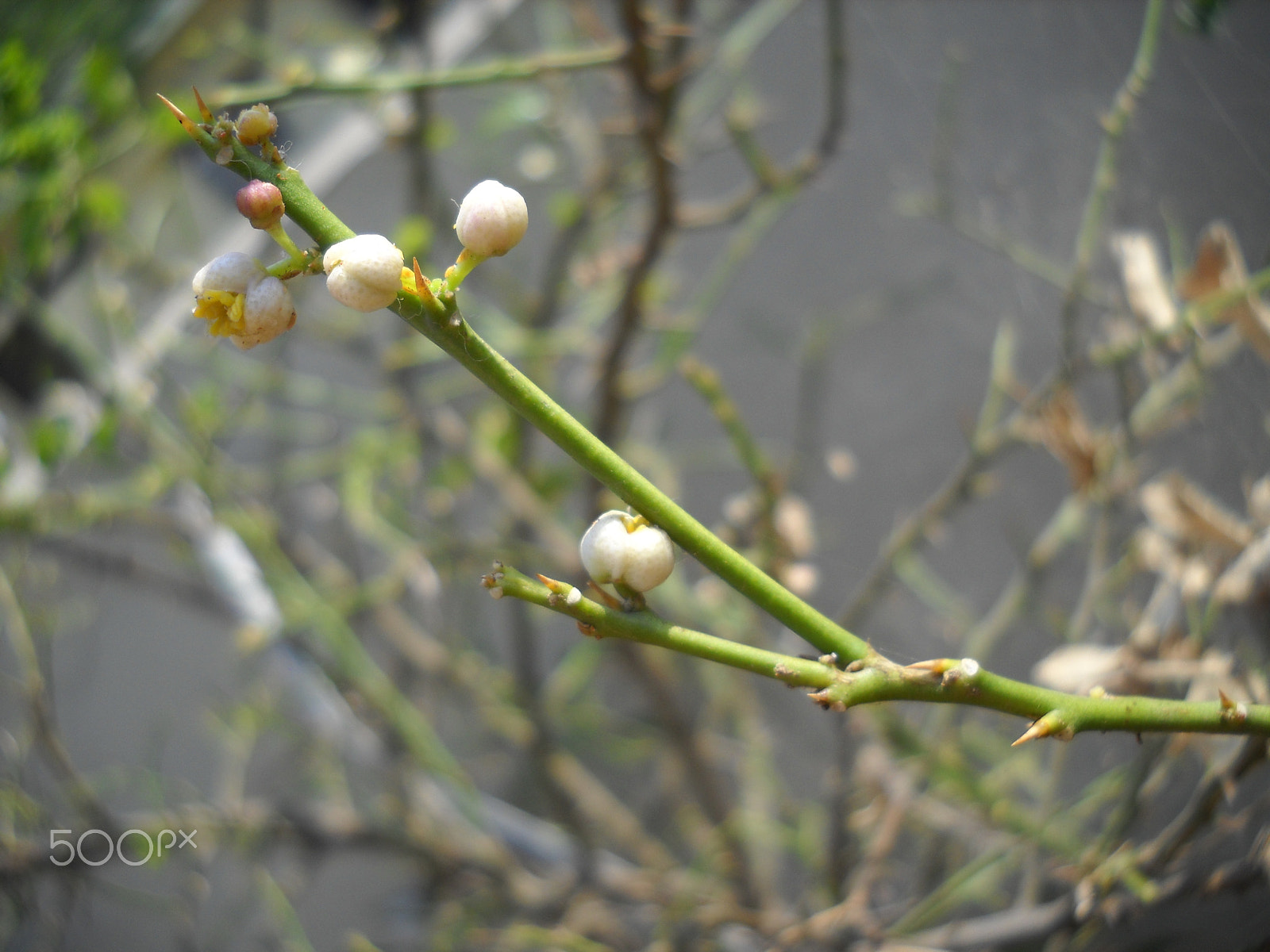 Nikon Coolpix L20 sample photo. Toll jan photography