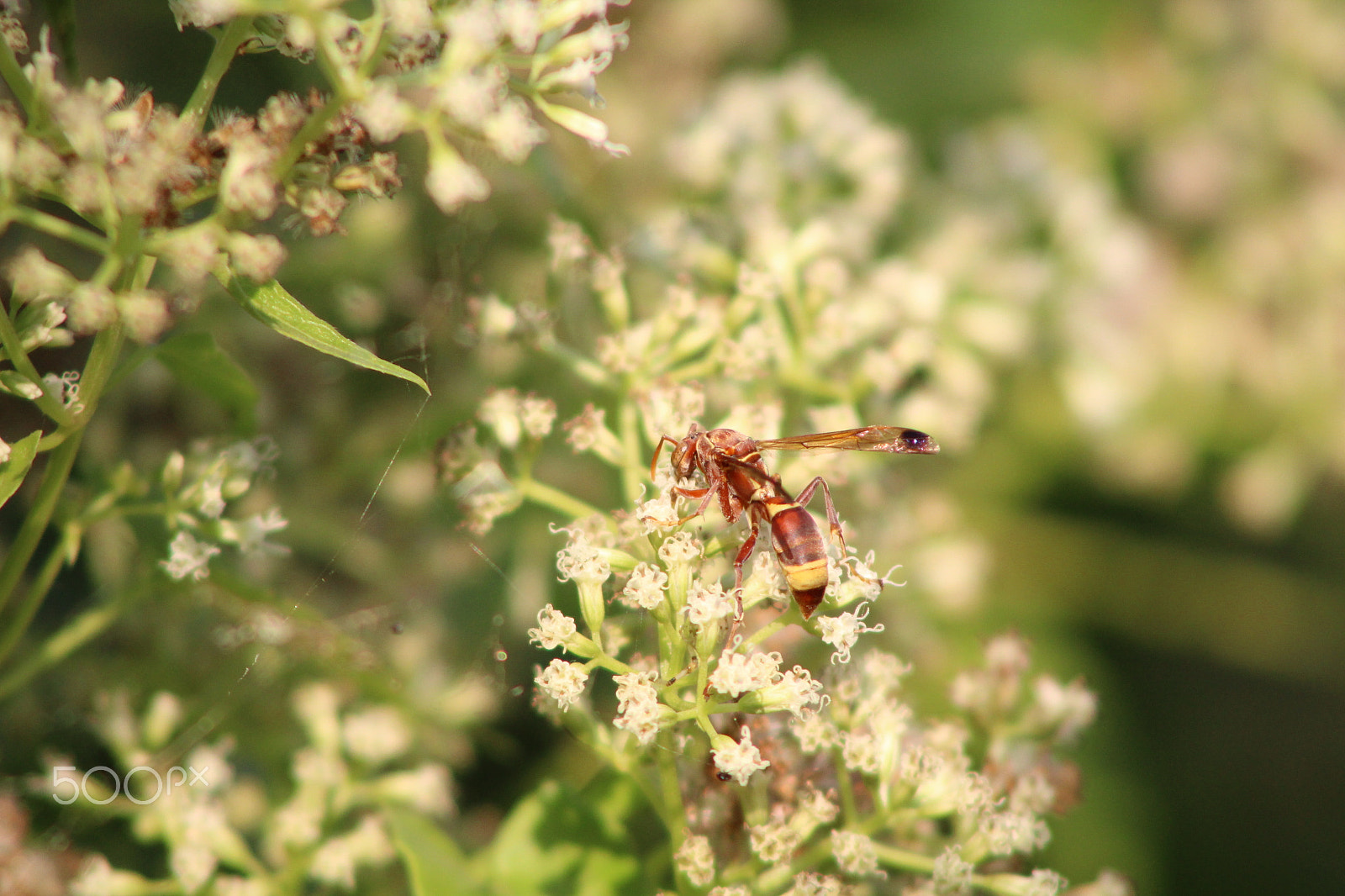 EF75-300mm f/4-5.6 sample photo. Img photography