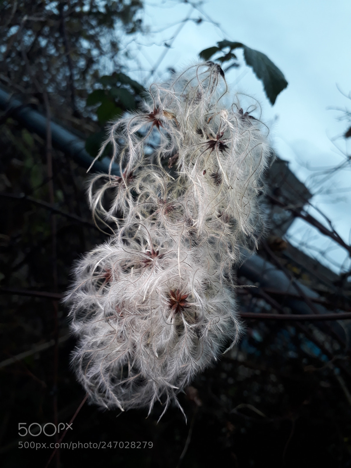 Samsung Galaxy A3(2017) sample photo. Nature photography