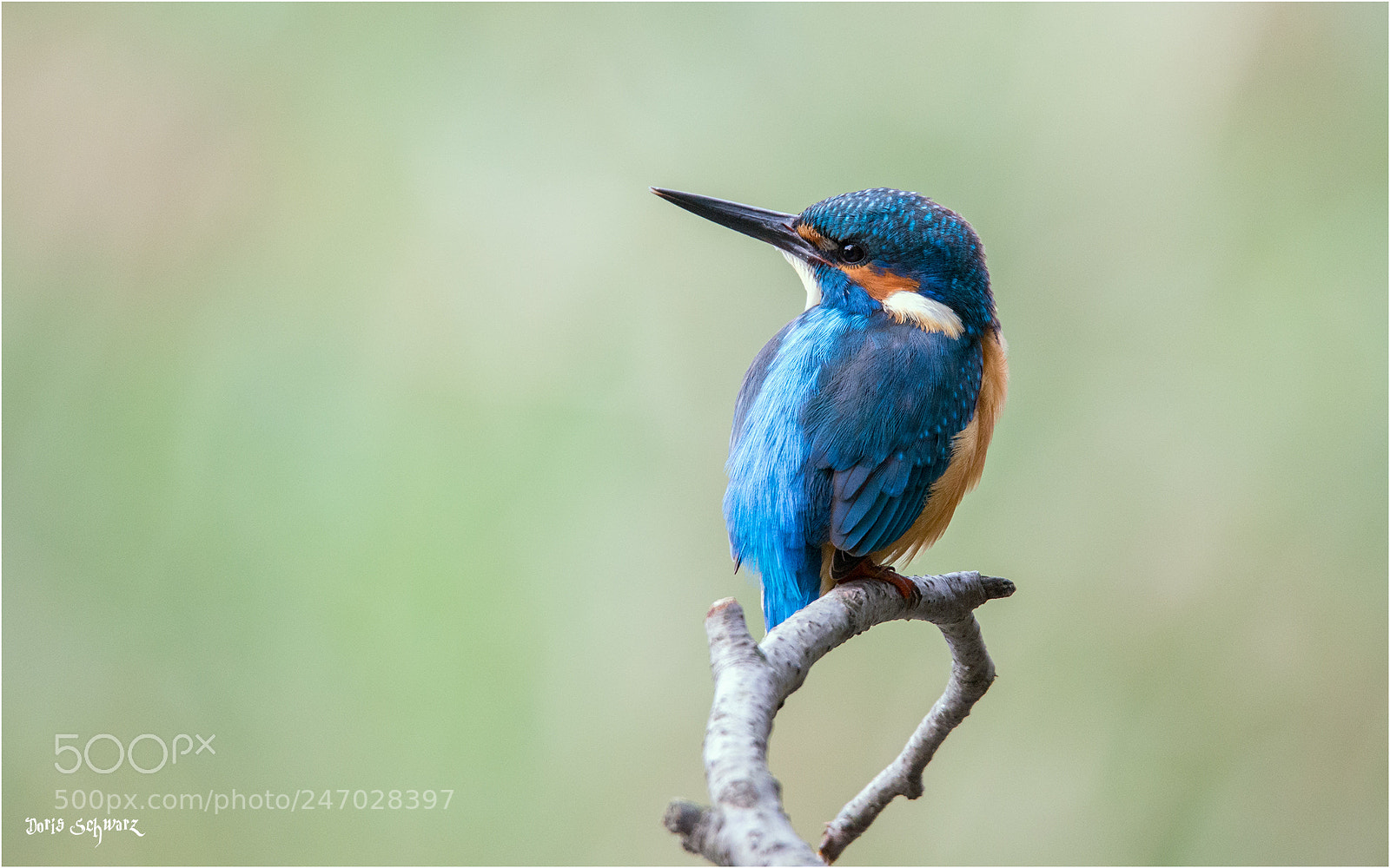 Nikon D610 sample photo. Kingfisher photography