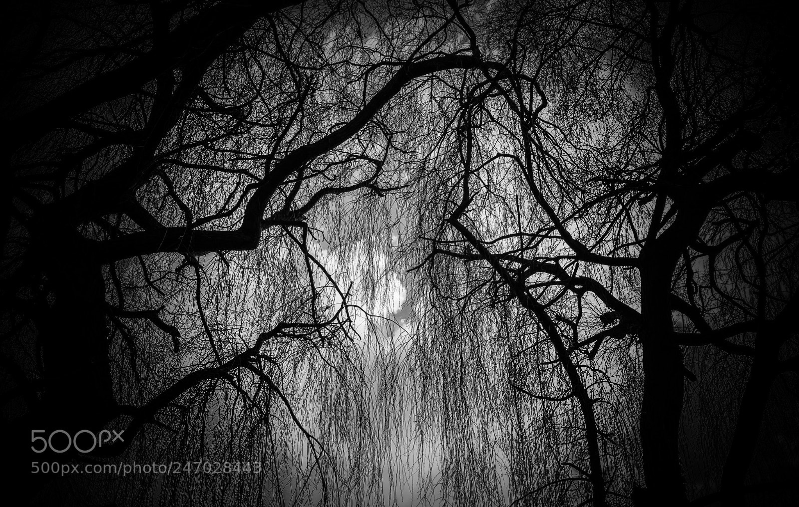 Canon EOS 600D (Rebel EOS T3i / EOS Kiss X5) sample photo. Bare willows photography