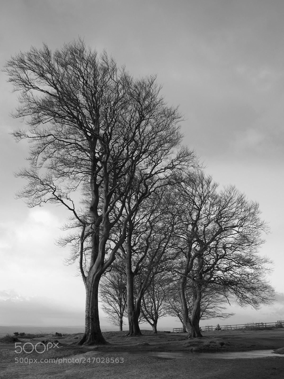 Nikon D3100 sample photo. Styczen photography