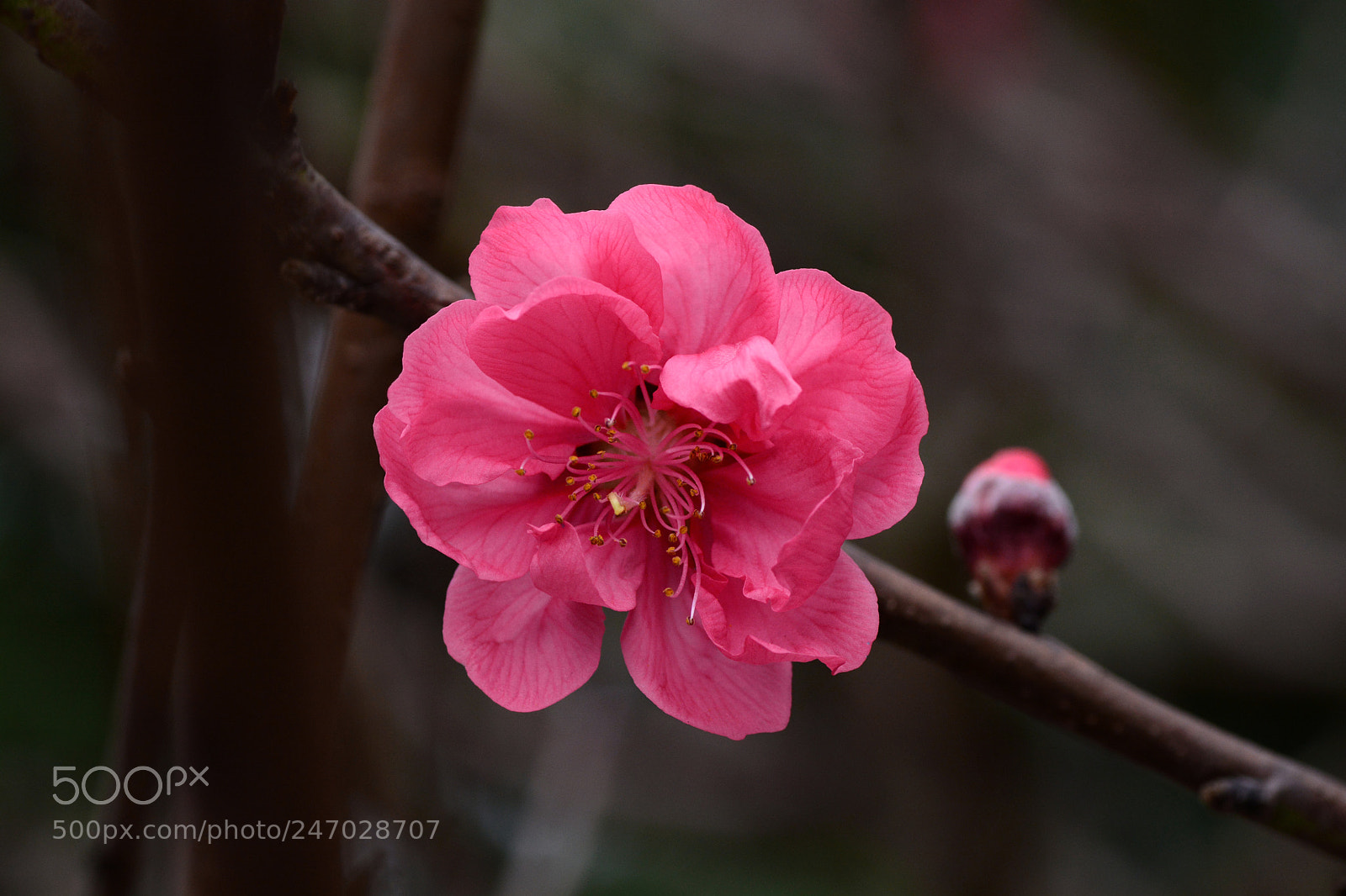 Nikon D7100 sample photo. Untitled photography