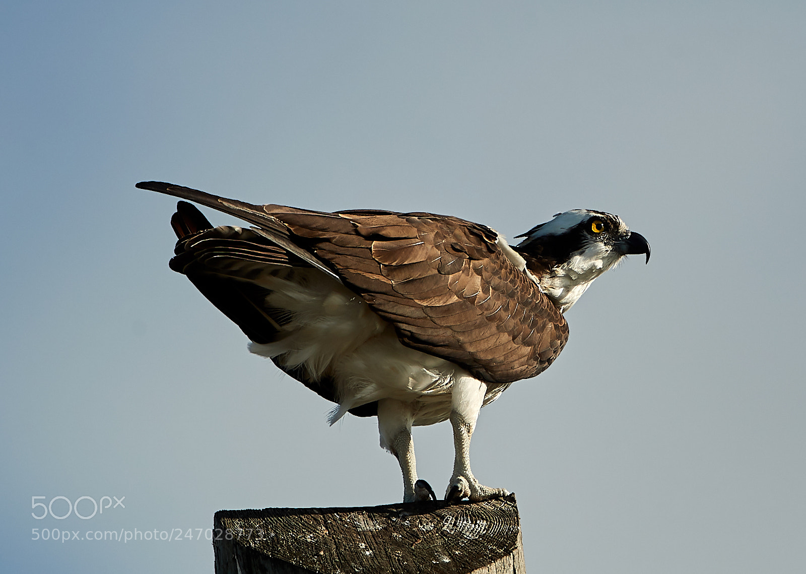 Canon EOS-1D X Mark II sample photo. 02-22-18-0004733.jpg photography