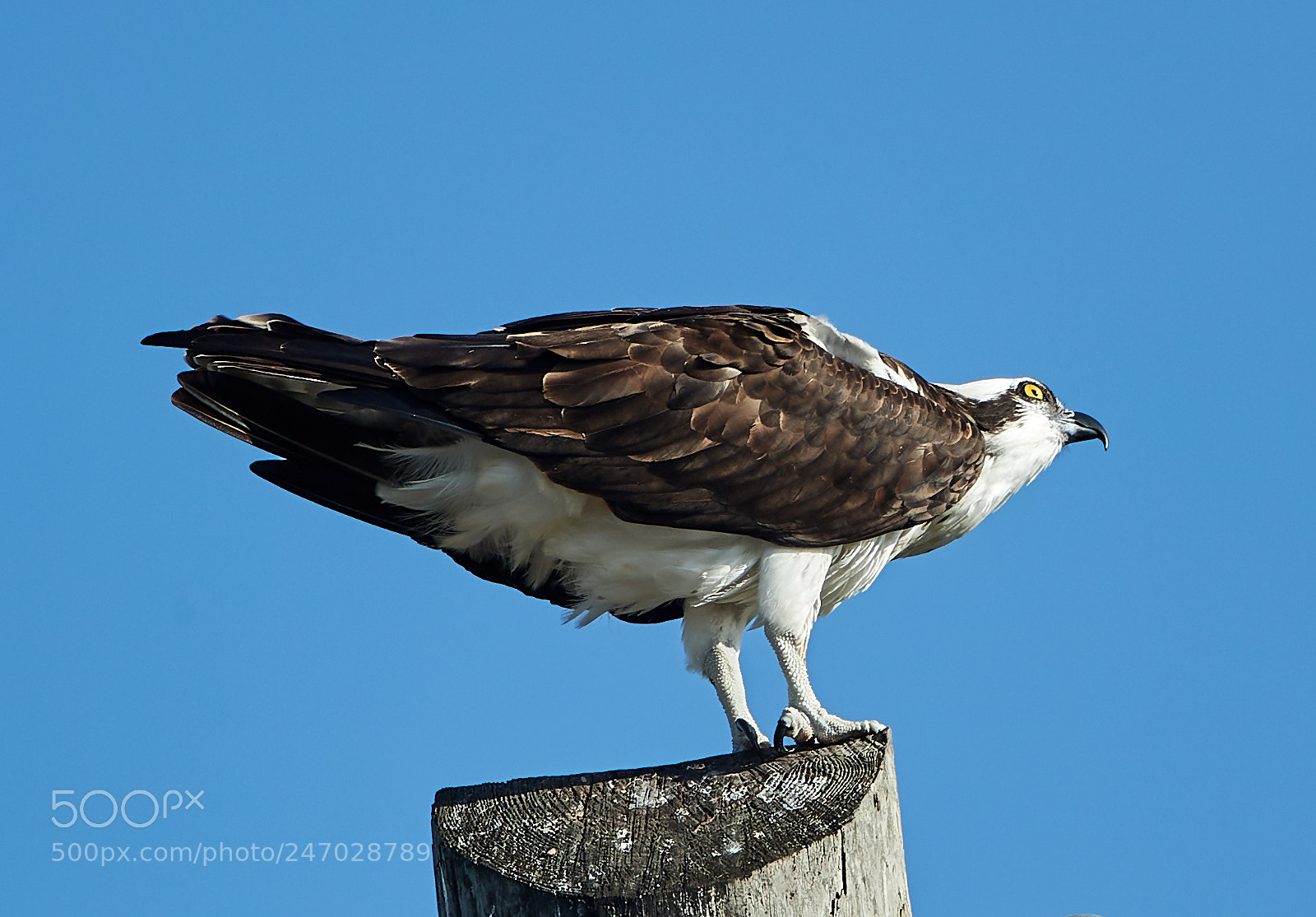 Canon EOS-1D X Mark II sample photo. 02-22-18-0004730.jpg photography