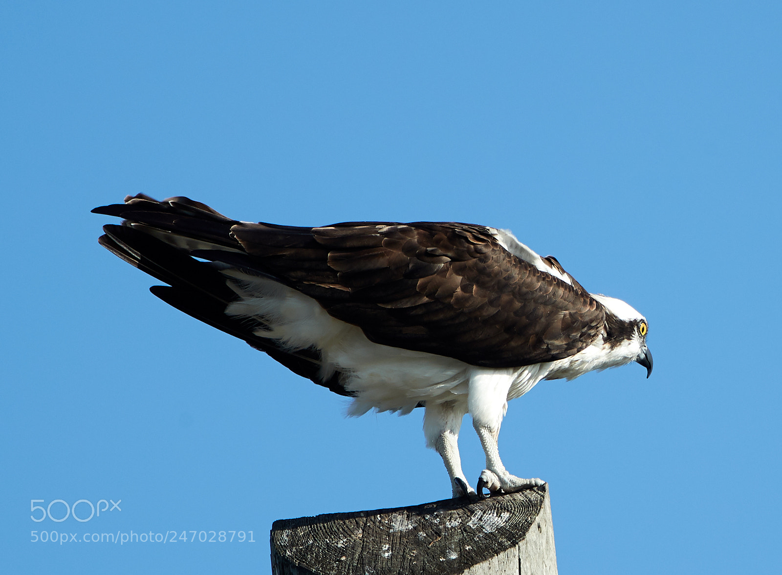 Canon EOS-1D X Mark II sample photo. 02-22-18-0004731.jpg photography