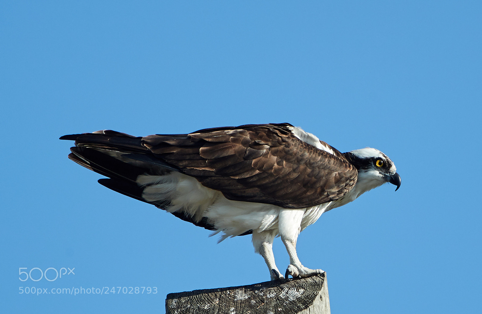Canon EOS-1D X Mark II sample photo. 02-22-18-0004729.jpg photography