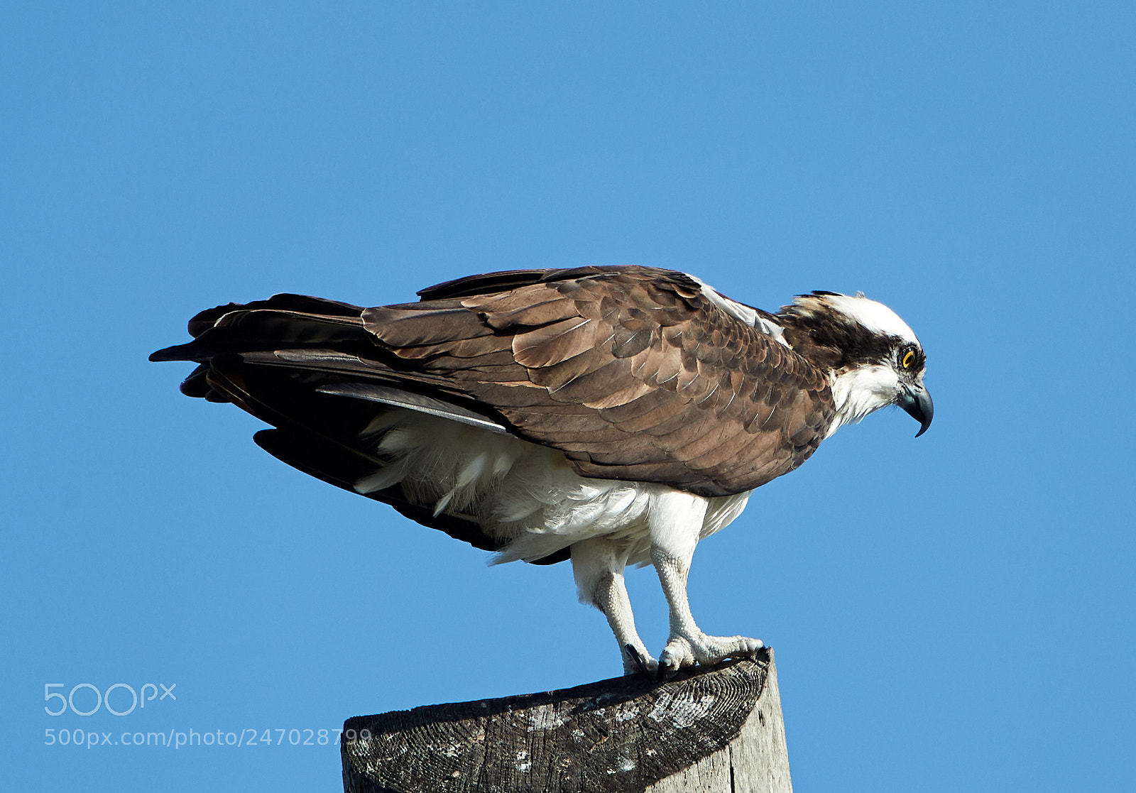 Canon EOS-1D X Mark II sample photo. 02-22-18-0004721.jpg photography