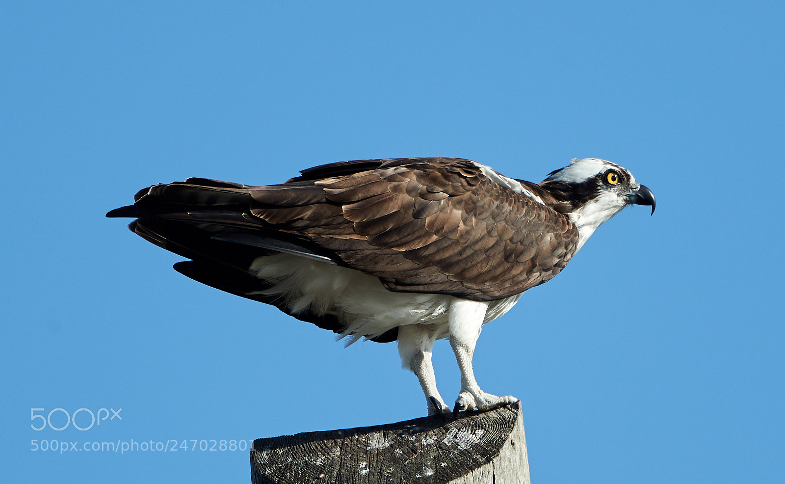 Canon EOS-1D X Mark II sample photo. 02-22-18-0004726.jpg photography