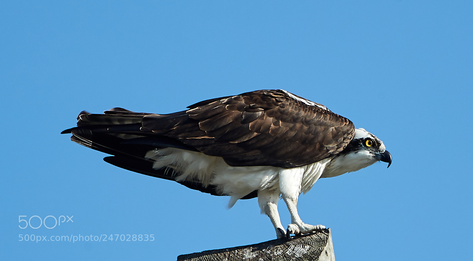 Canon EOS-1D X Mark II sample photo. 02-22-18-0004719.jpg photography