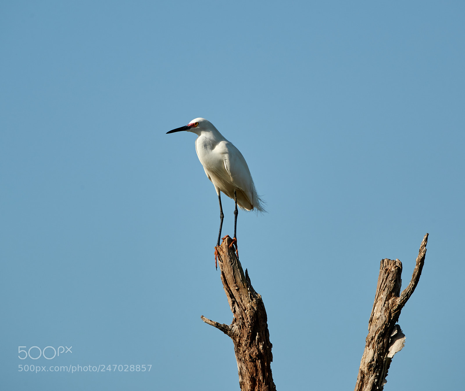 Canon EOS-1D X Mark II sample photo. 02-22-18-0004714.jpg photography