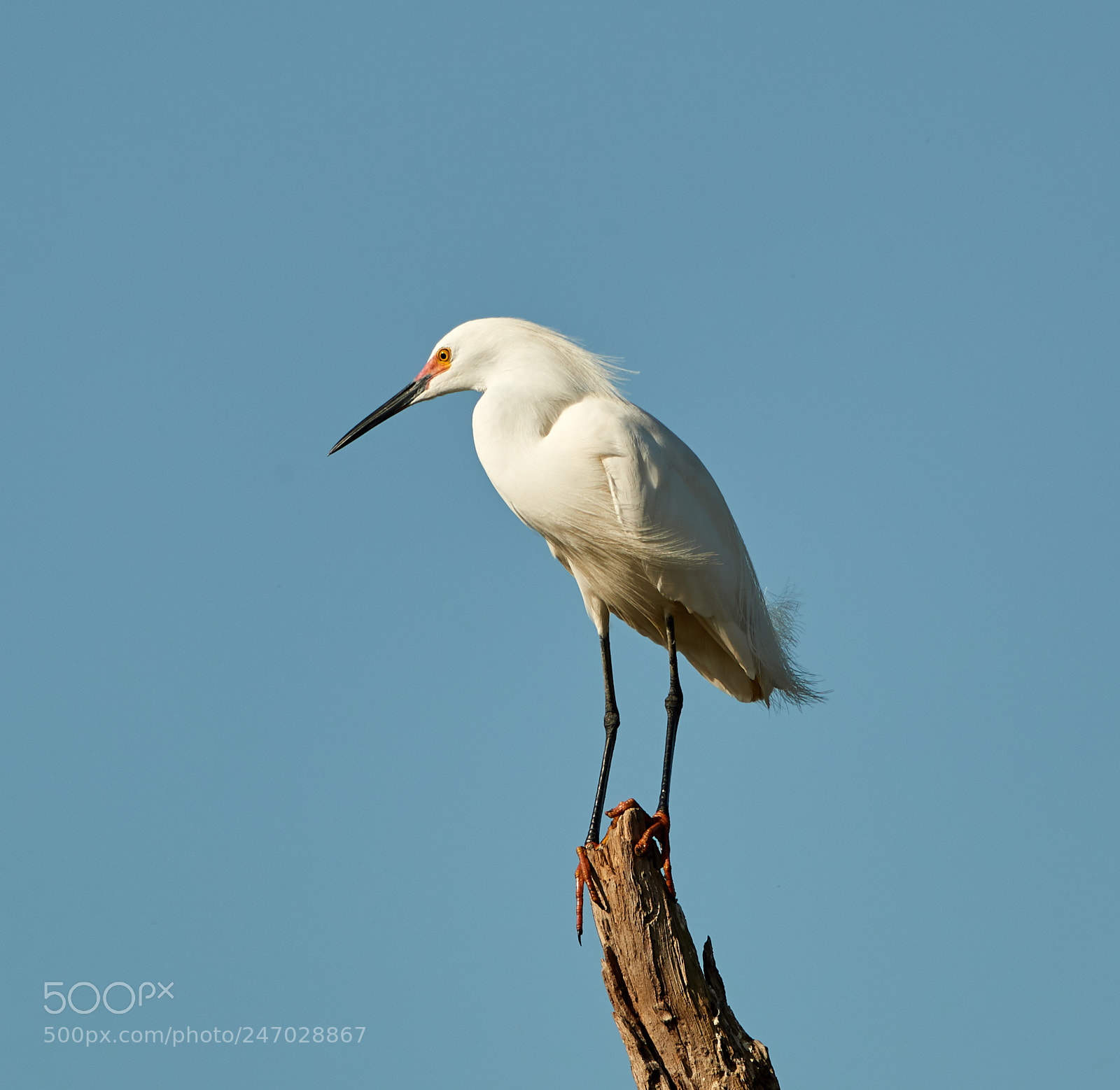 Canon EOS-1D X Mark II sample photo. 02-22-18-0004712.jpg photography
