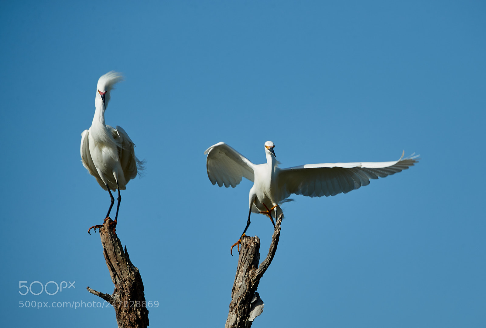 Canon EOS-1D X Mark II sample photo. 02-22-18-0004711.jpg photography