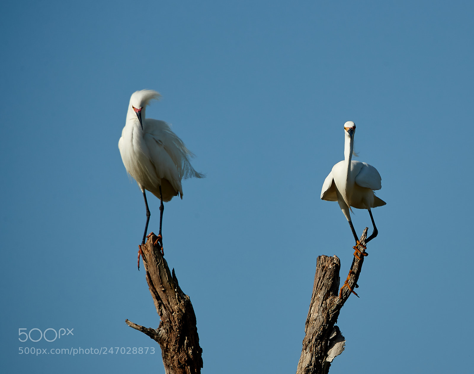 Canon EOS-1D X Mark II sample photo. 02-22-18-0004710.jpg photography