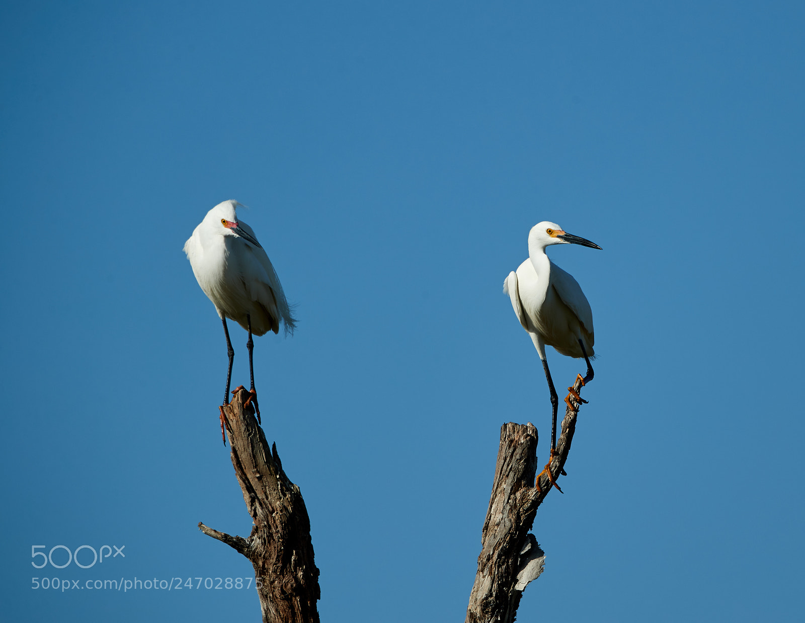 Canon EOS-1D X Mark II sample photo. 02-22-18-0004708.jpg photography