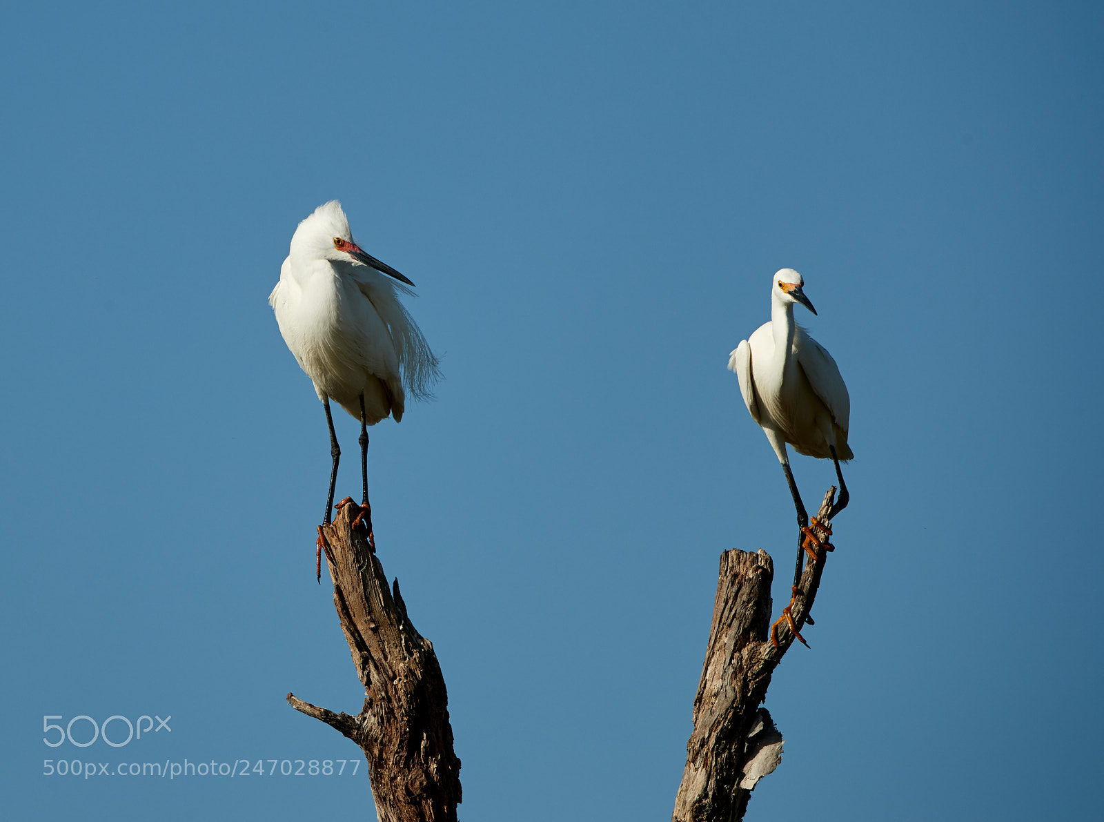 Canon EOS-1D X Mark II sample photo. 02-22-18-0004709.jpg photography