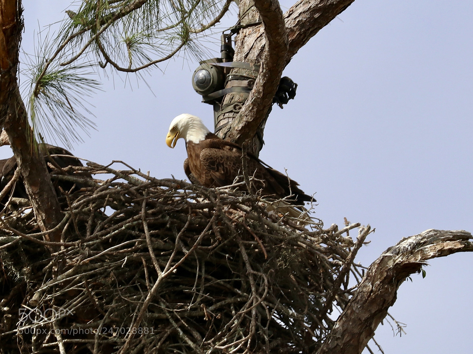Canon EOS 80D sample photo. Bald eagle in nest photography