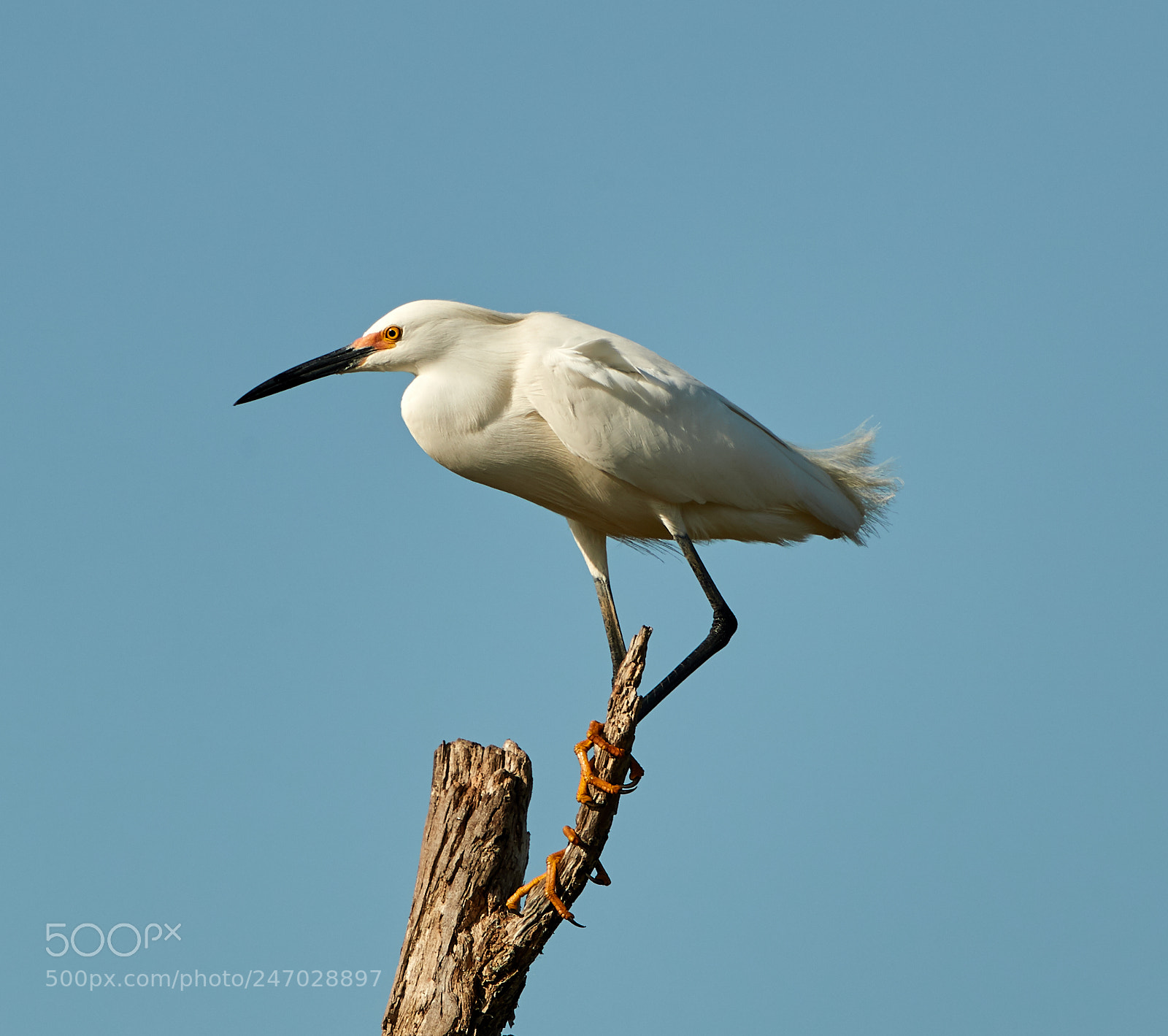 Canon EOS-1D X Mark II sample photo. 02-22-18-0004707.jpg photography