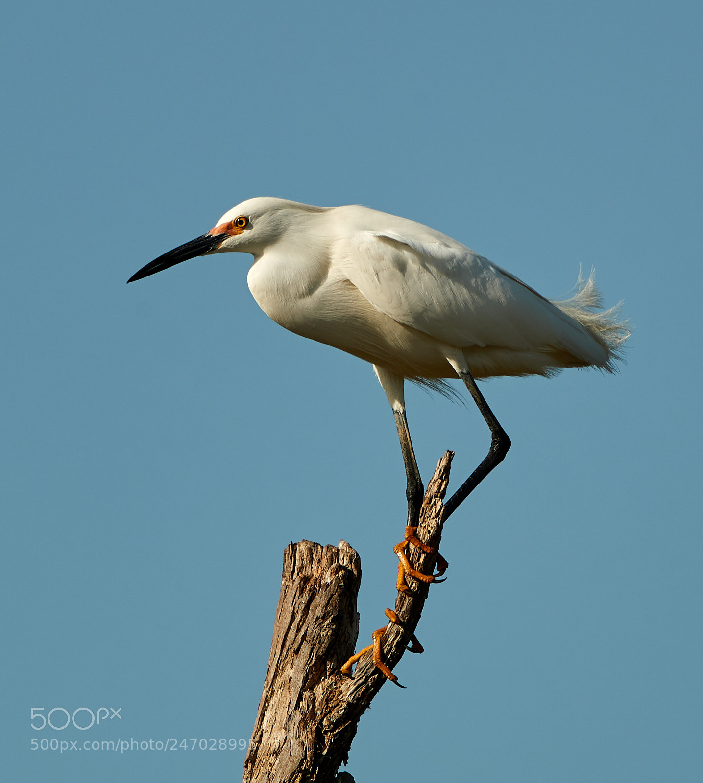 Canon EOS-1D X Mark II sample photo. 02-22-18-0004705.jpg photography