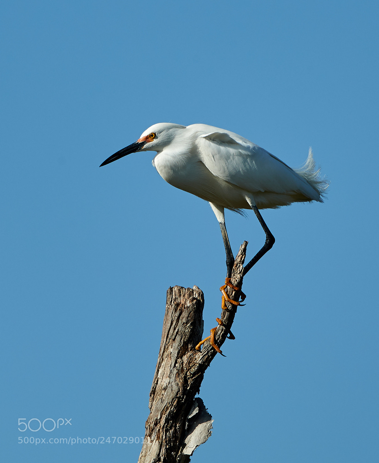 Canon EOS-1D X Mark II sample photo. 02-22-18-0004703.jpg photography