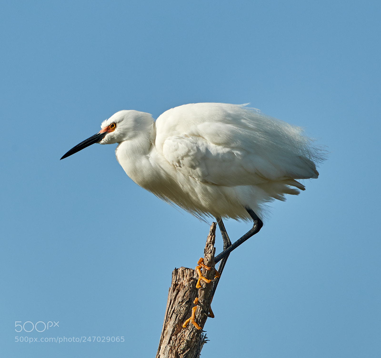 Canon EOS-1D X Mark II sample photo. 02-22-18-0004698.jpg photography