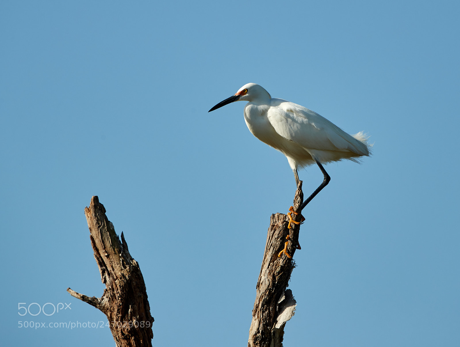 Canon EOS-1D X Mark II sample photo. 02-22-18-0004697.jpg photography
