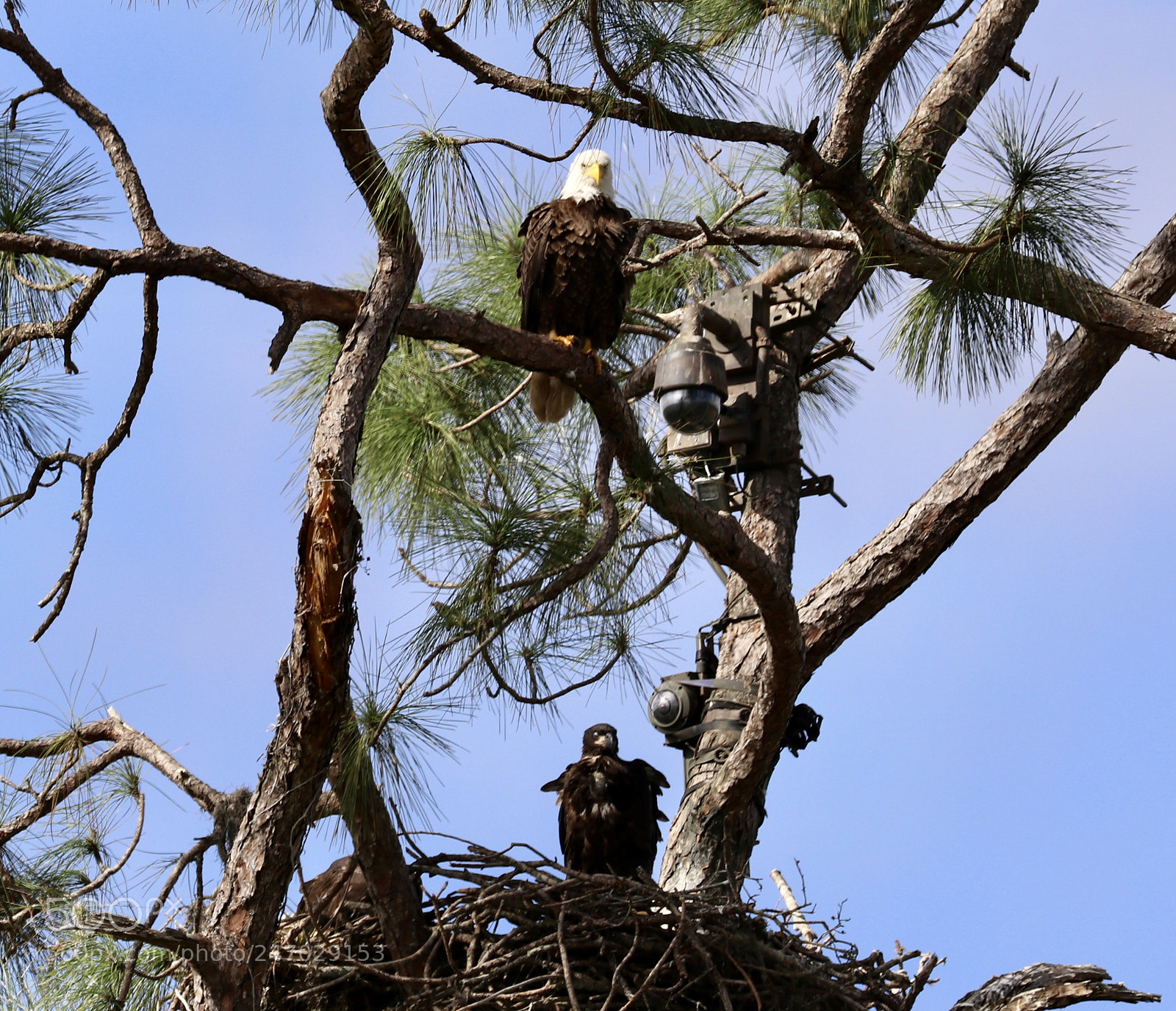 Canon EOS 80D sample photo. Mom and baby eagle photography