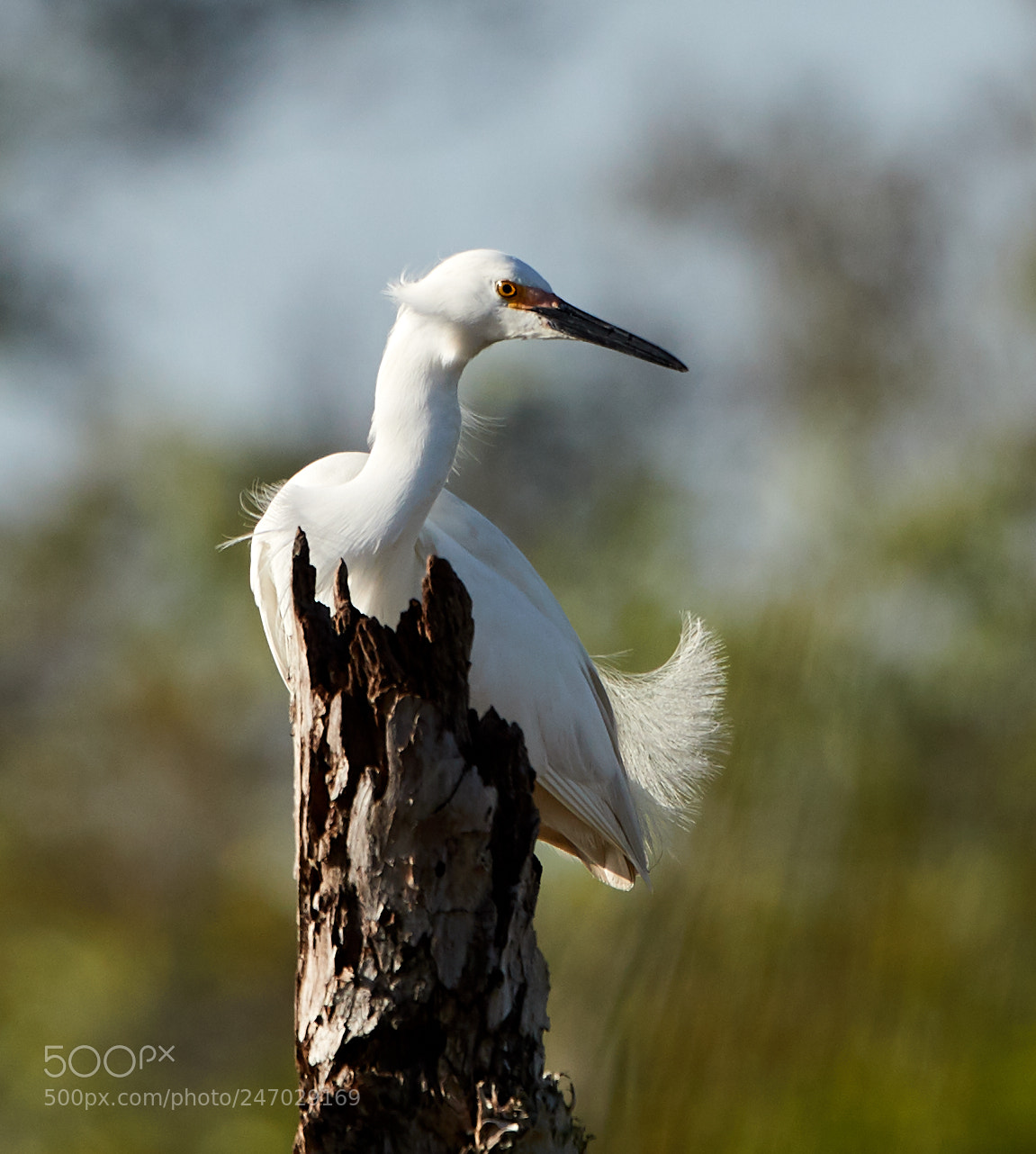 Canon EOS-1D X Mark II sample photo. 02-22-18-0004691.jpg photography