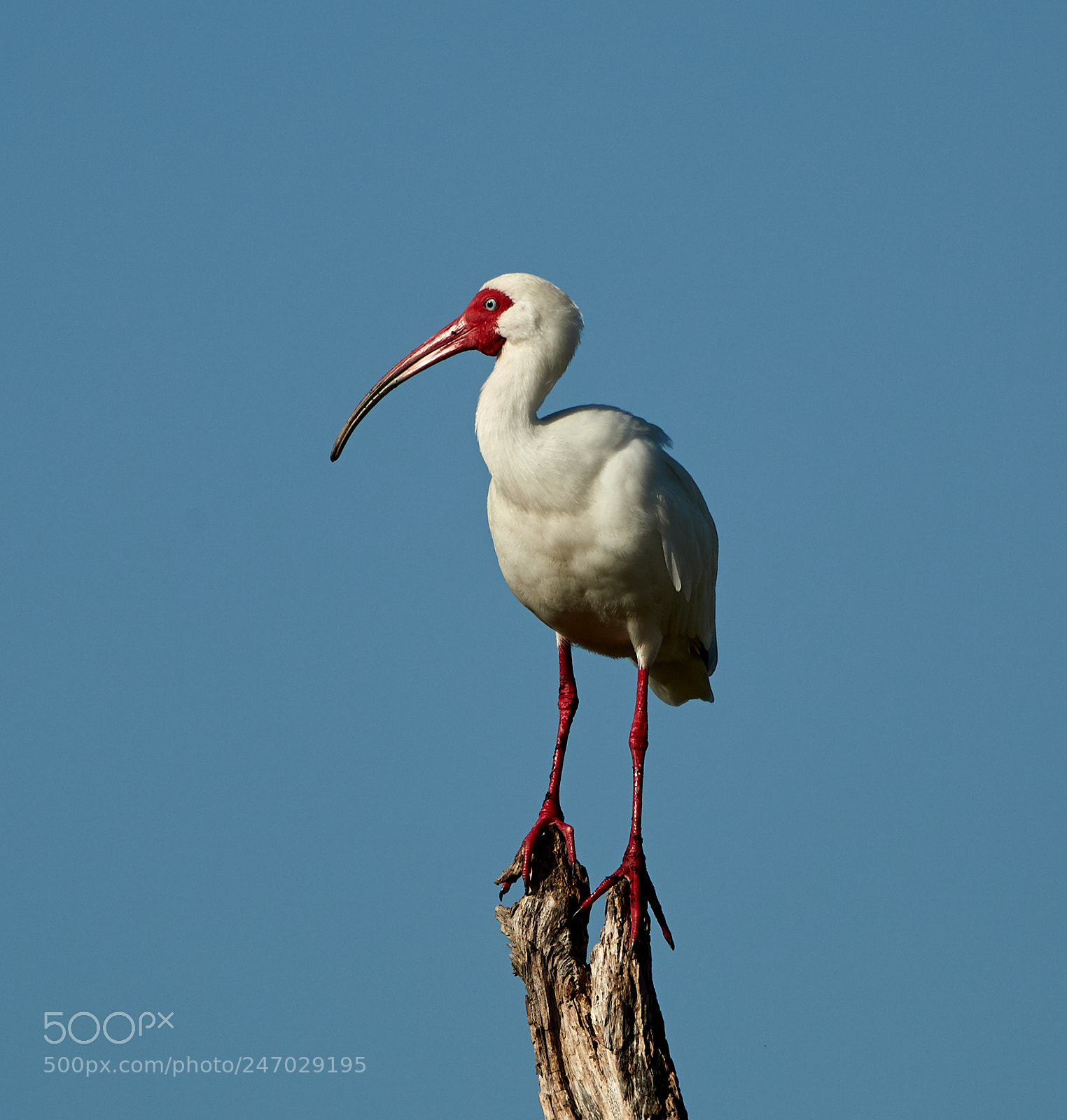 Canon EOS-1D X Mark II sample photo. 02-22-18-0004687.jpg photography