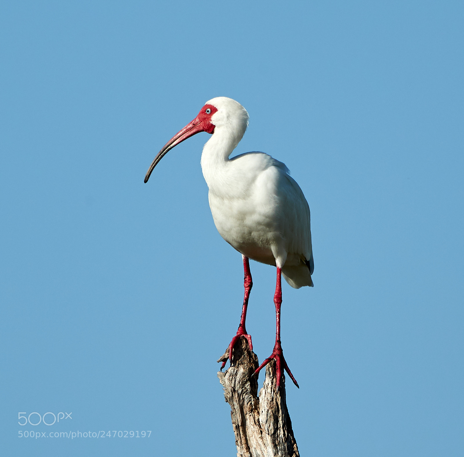 Canon EOS-1D X Mark II sample photo. 02-22-18-0004686.jpg photography