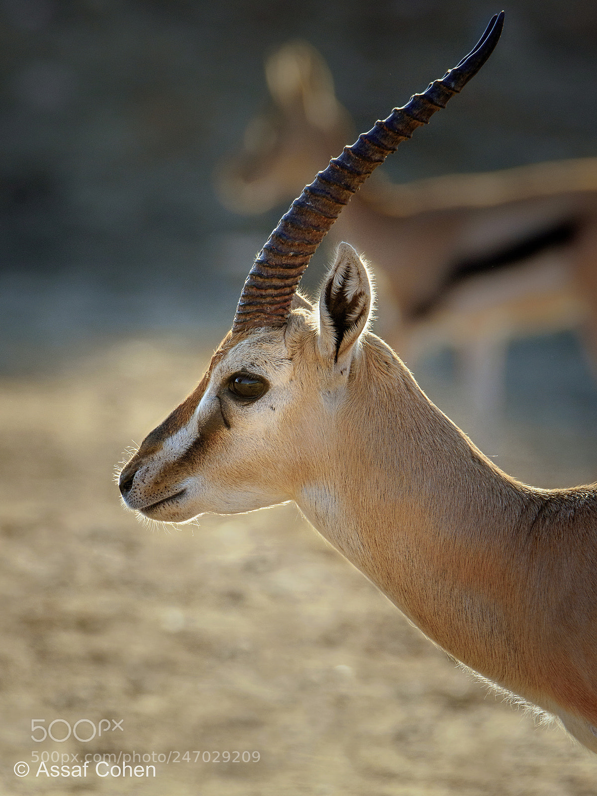 Nikon D7200 sample photo. Gazelle photography