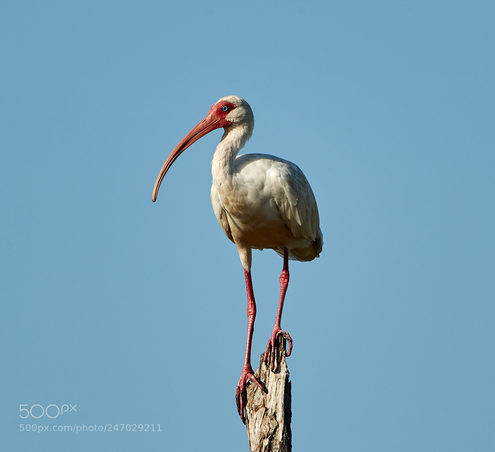 Canon EOS-1D X Mark II sample photo. 02-22-18-0004684.jpg photography
