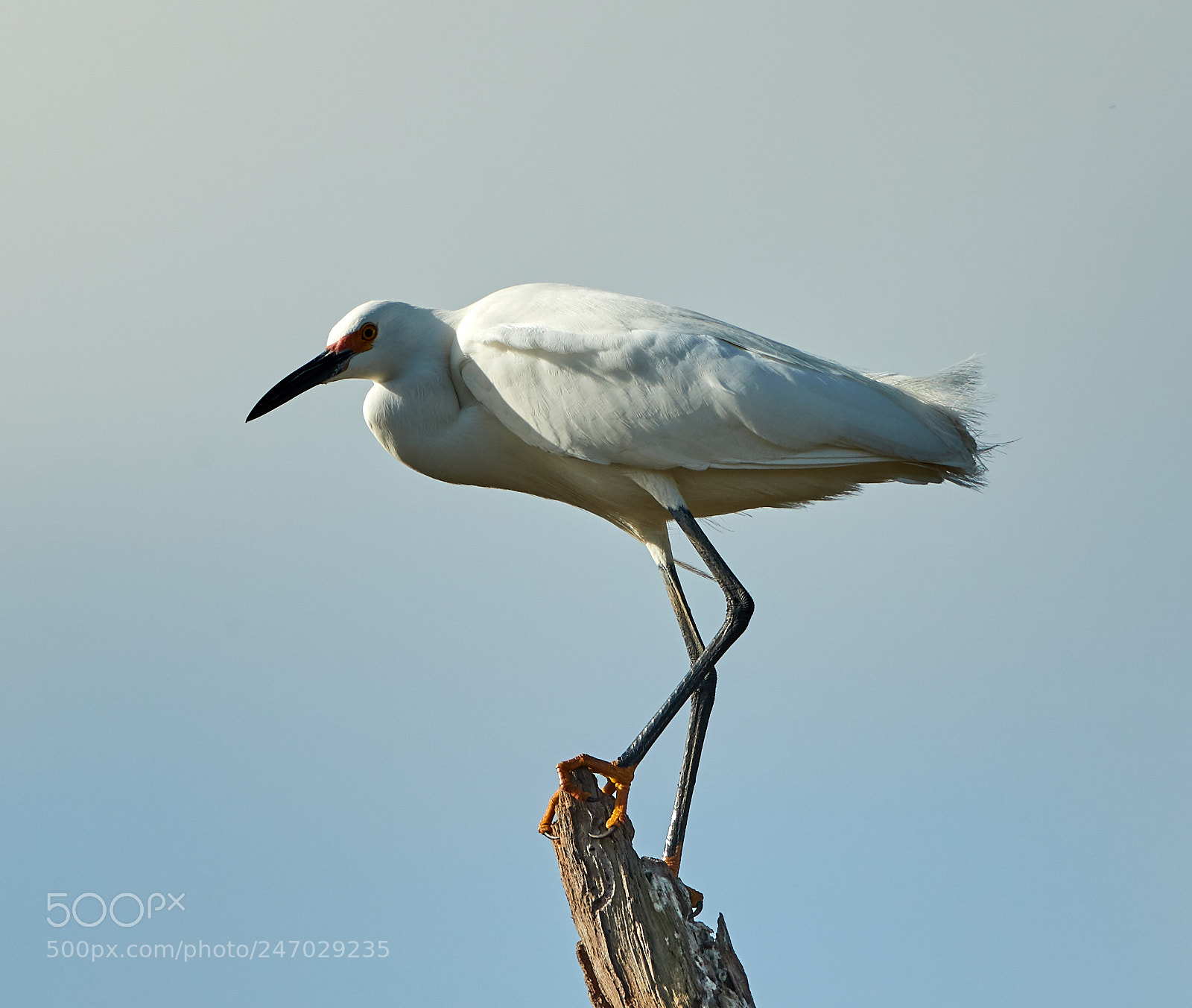 Canon EOS-1D X Mark II sample photo. 02-22-18-0004683.jpg photography