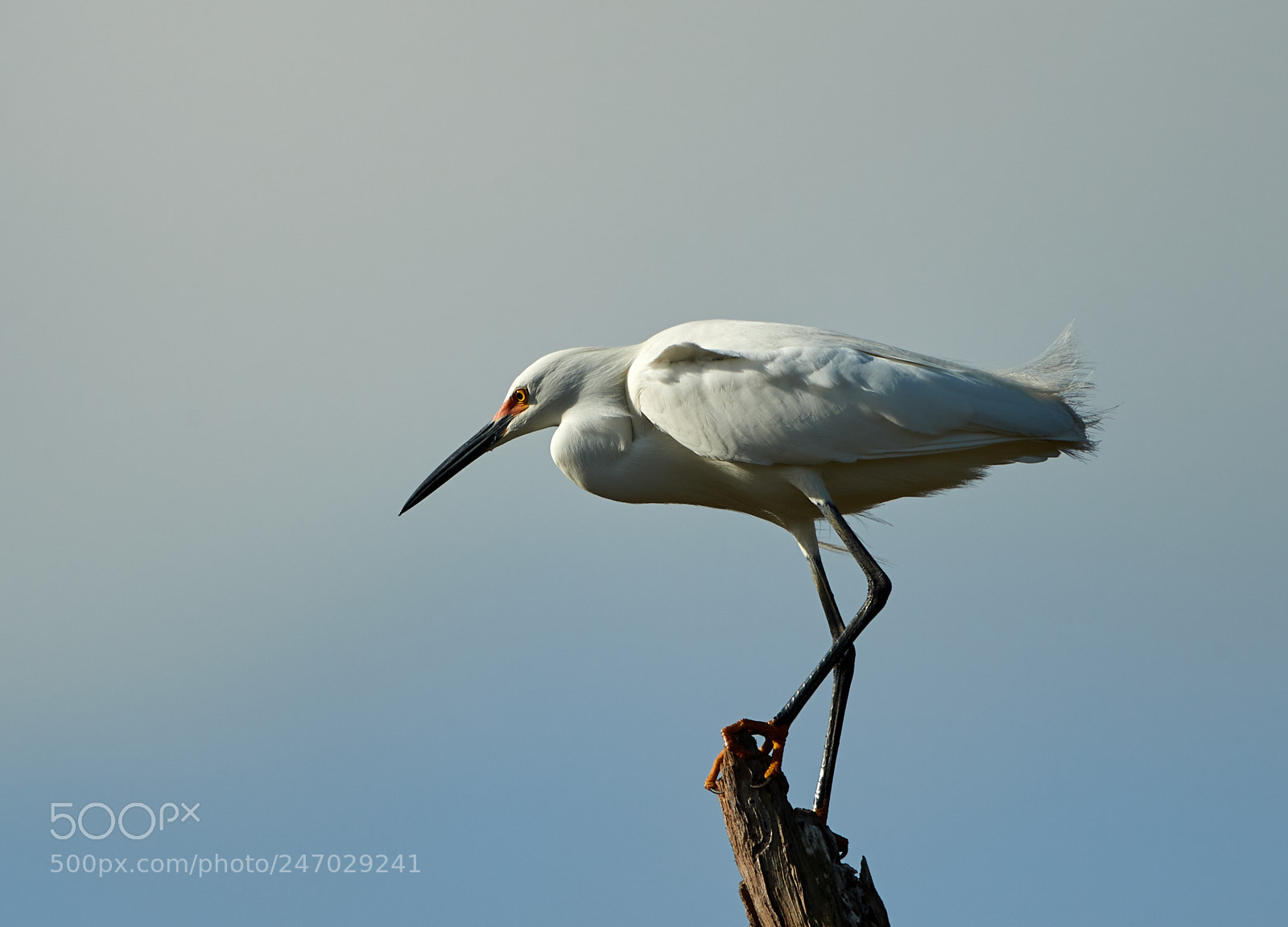 Canon EOS-1D X Mark II sample photo. 02-22-18-0004682.jpg photography