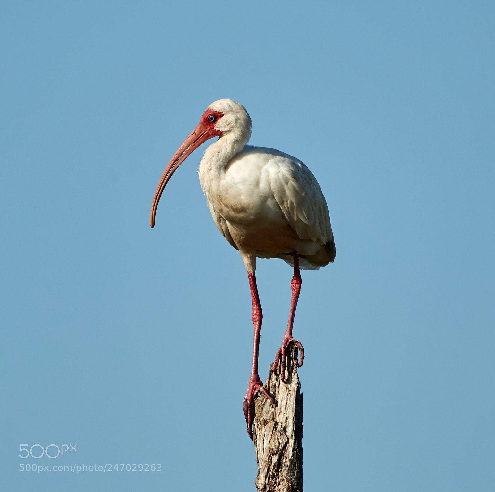 Canon EOS-1D X Mark II sample photo. 02-22-18-0004679.jpg photography