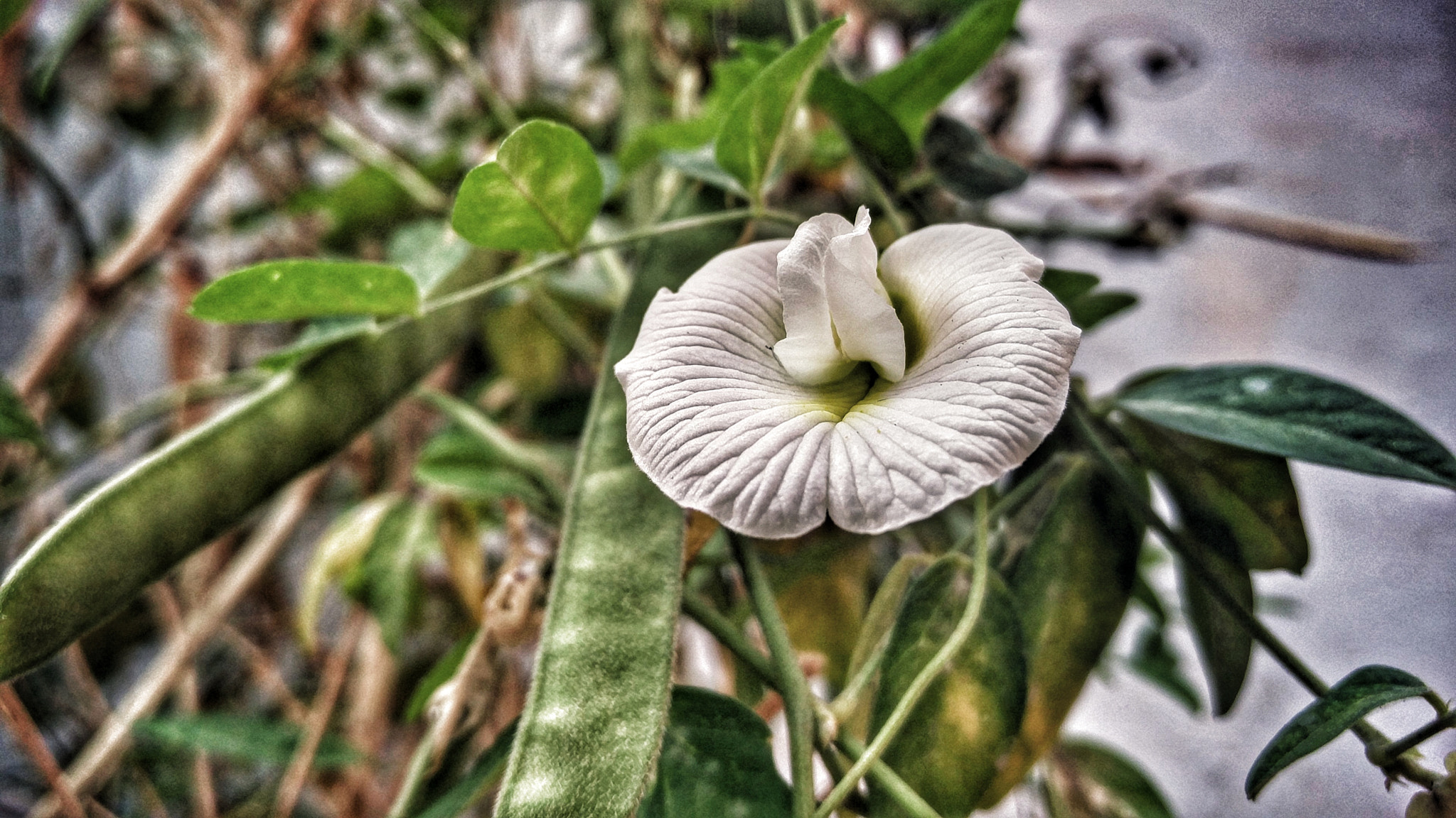 OnePlus 2 sample photo. White flower photography