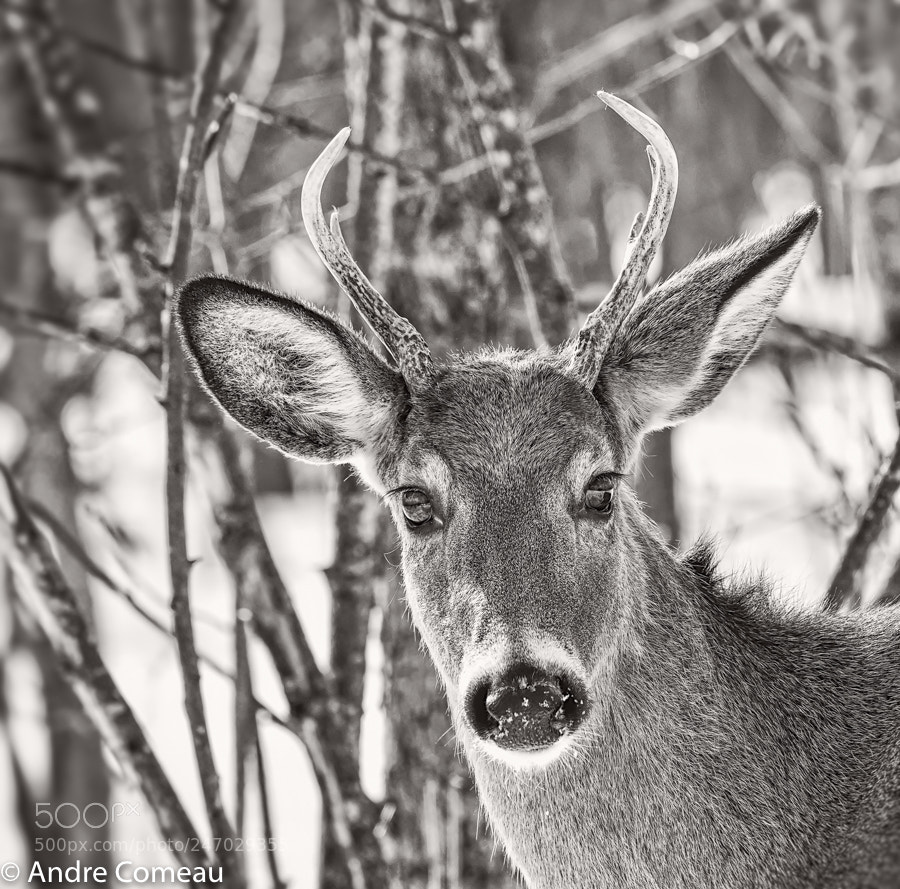 Nikon D850 sample photo. White tailed deer portrait photography
