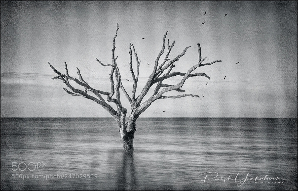 Nikon D810 sample photo. Botany bay south carolina photography
