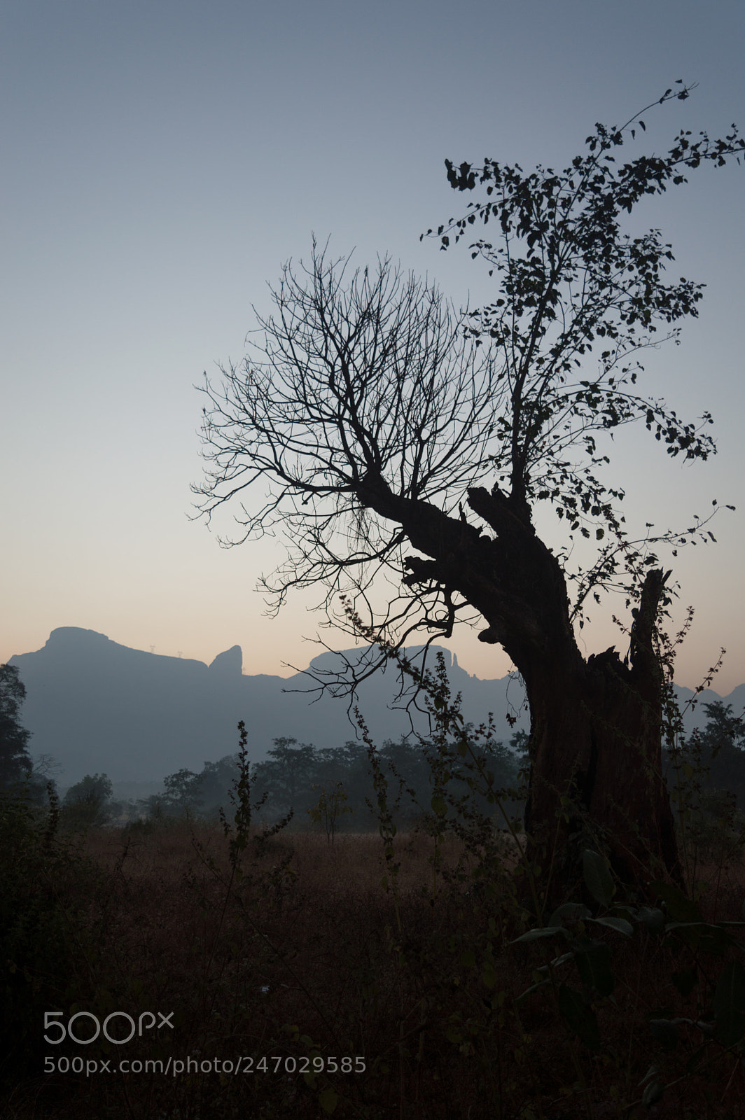 Nikon D3200 sample photo. Broken tree photography