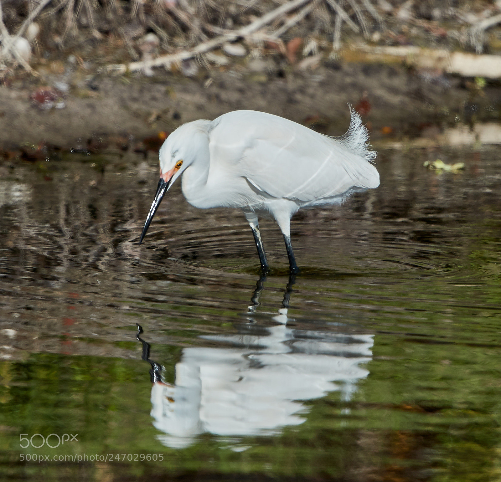 Canon EOS-1D X Mark II sample photo. 02-22-18-0004641.jpg photography