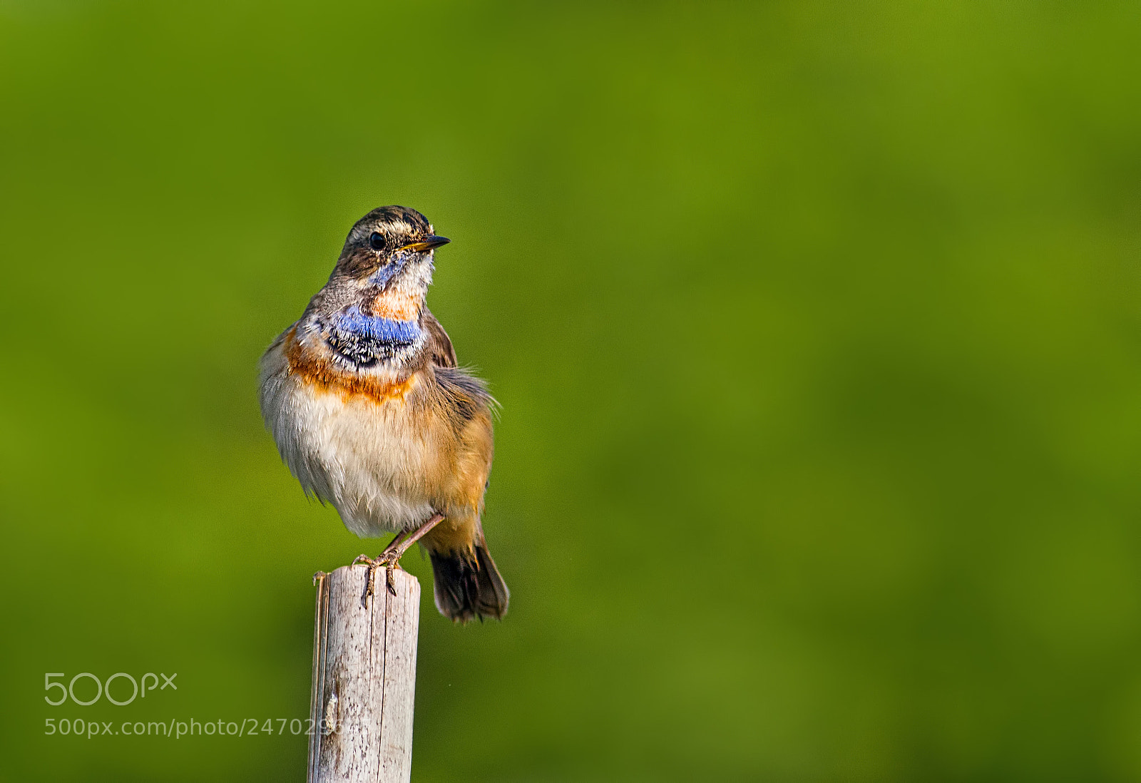 Canon EOS 7D sample photo. Blue throat... photography