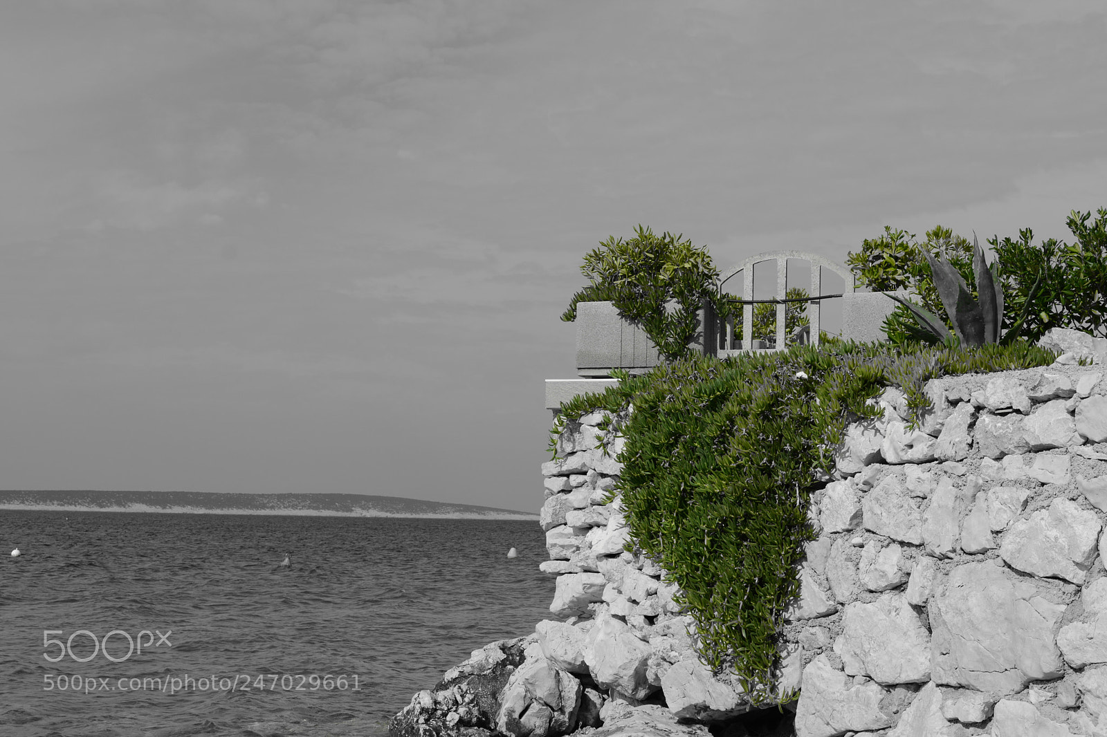 Nikon D5200 sample photo. Selective green photography