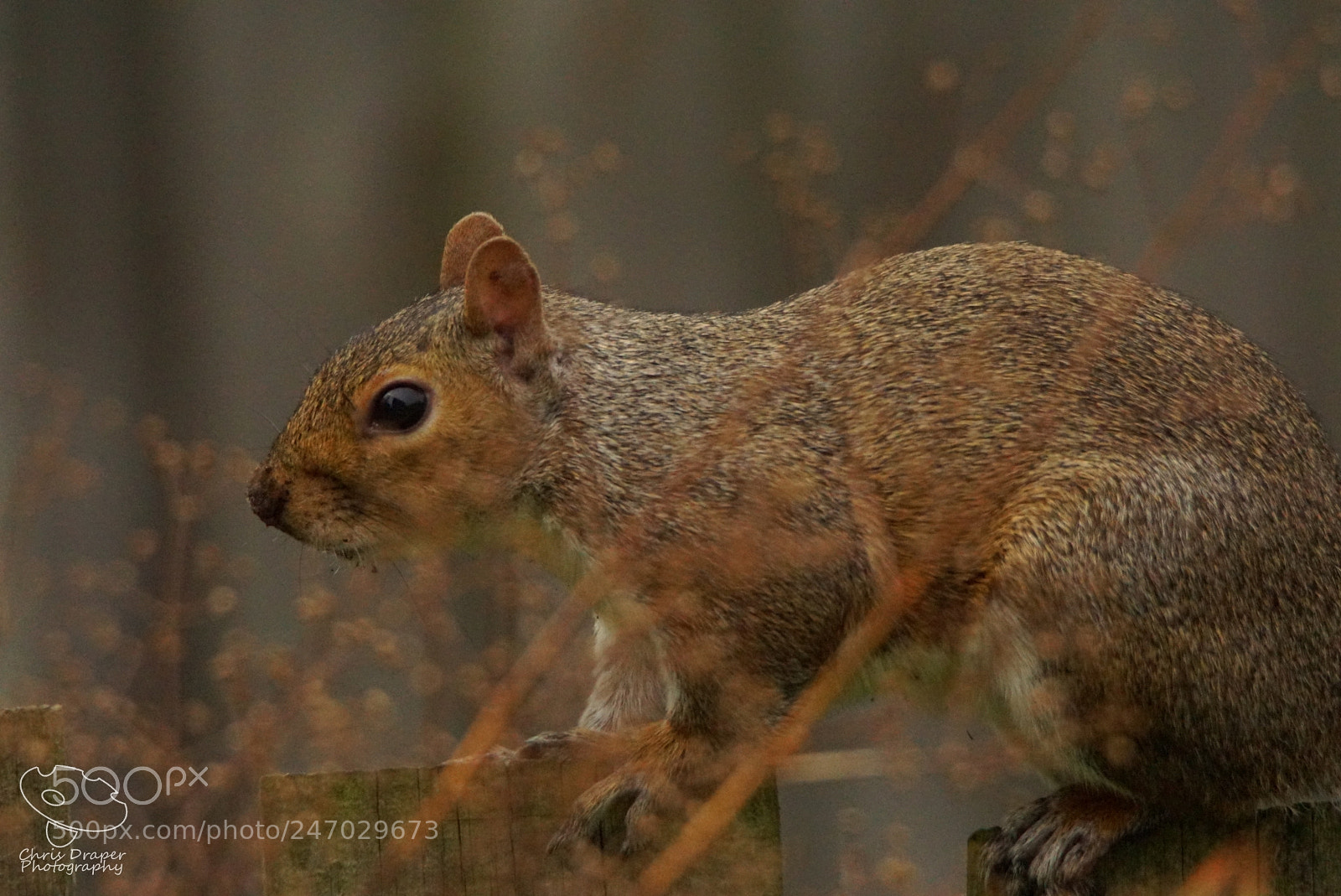Sony ILCA-77M2 sample photo. Back garden grey squirrel photography