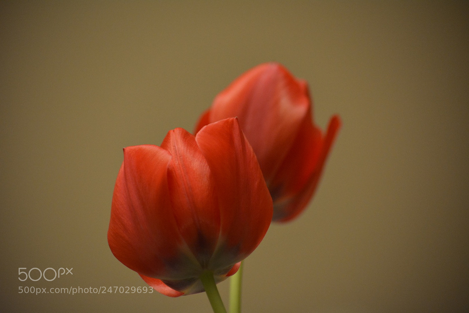 Nikon D5200 sample photo. Lale hasbi bir tebess photography